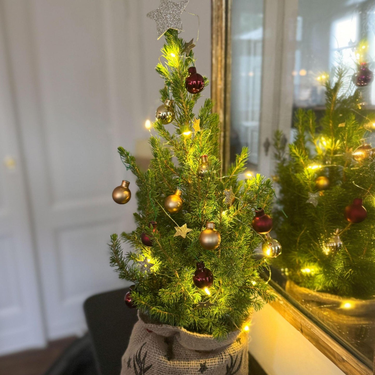 Mini-árbol Con Saco-de-yute – Picea Glauca Conica – 55–65cm – ⌀15cm_1