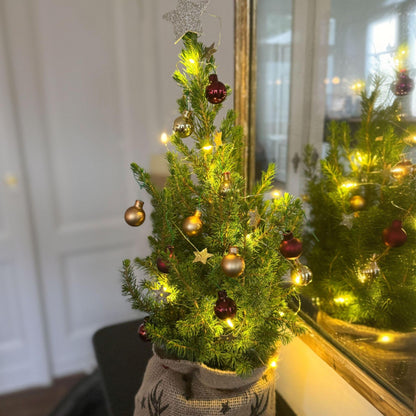 Mini-árbol Con Saco-de-yute – Picea Glauca Conica – 55–65cm – ⌀15cm_1