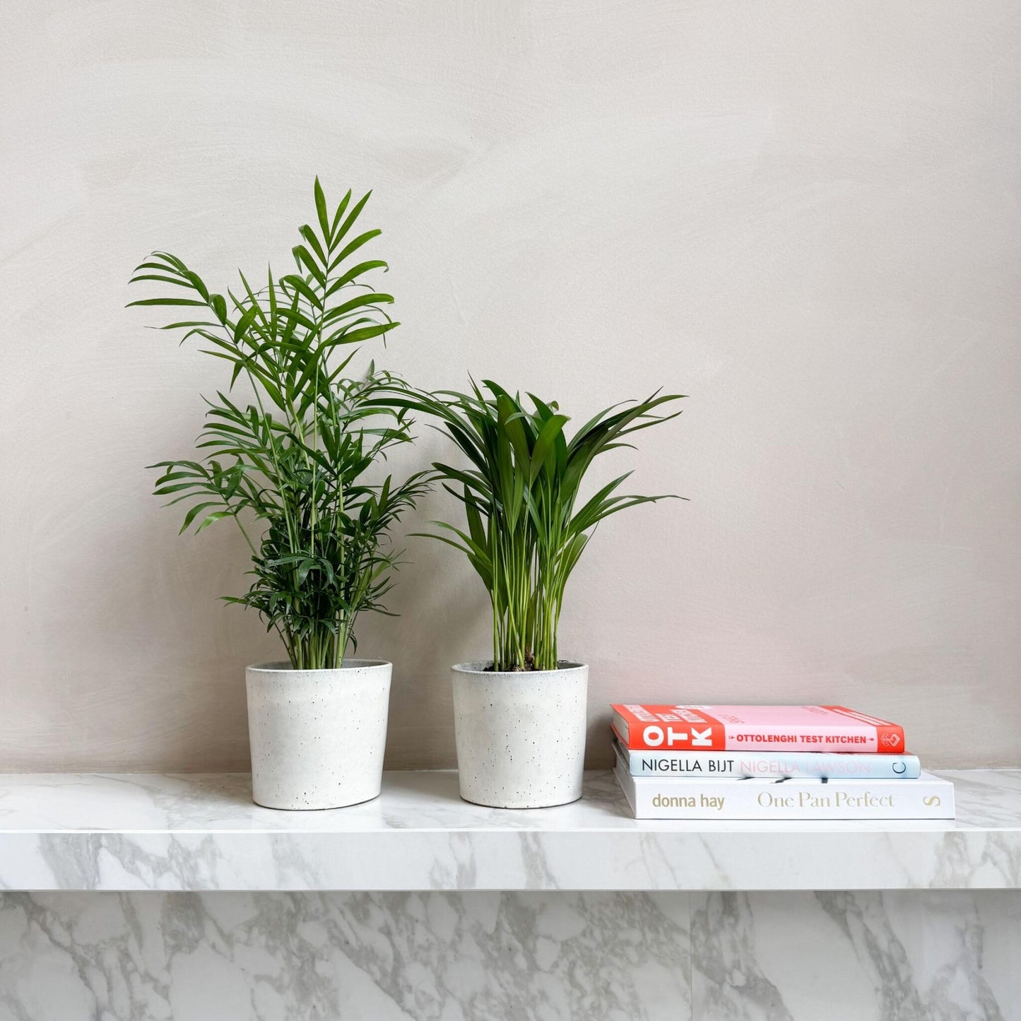 Mini Palmeras De Interior - 2 Pzs - Dypsis Chamaedorea - Altura 25-40cm - ⌀12cm_1