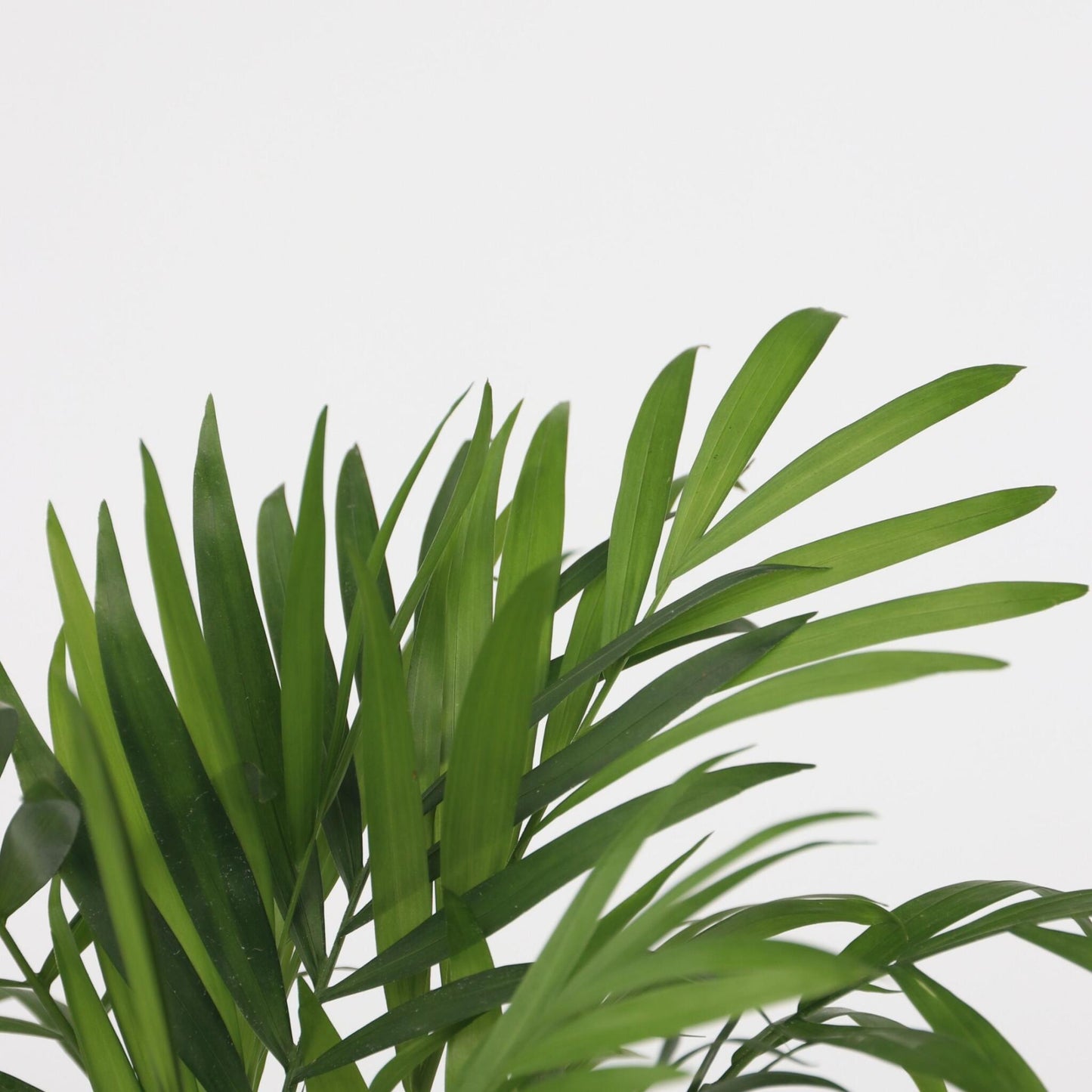 Mini Palmeras De Interior - 2 Pzs - Dypsis Chamaedorea - Altura 25-40cm - ⌀12cm_3