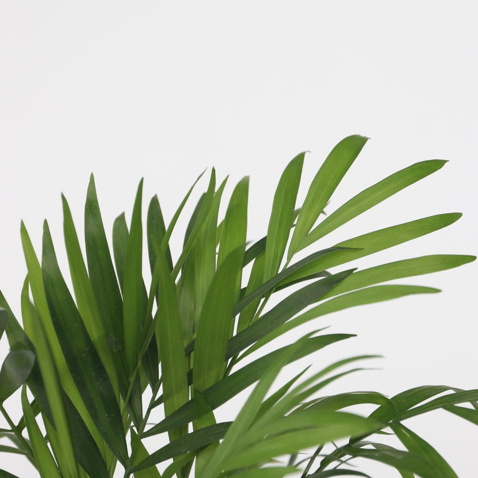 Mini Palmeras De Interior - 2 Pzs - Dypsis Chamaedorea - Altura 25-40cm - ⌀12cm_3