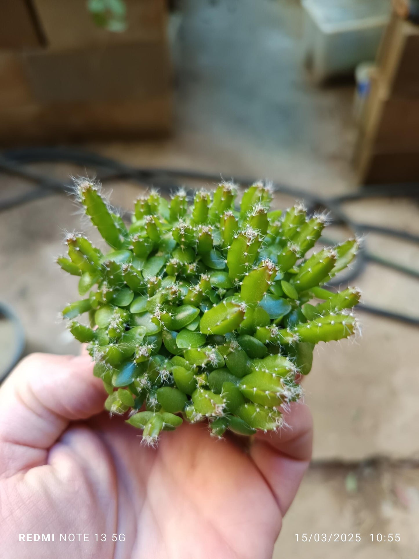 Mini Planta Colgante Hilocereus Undatus Ø5 Cm_0