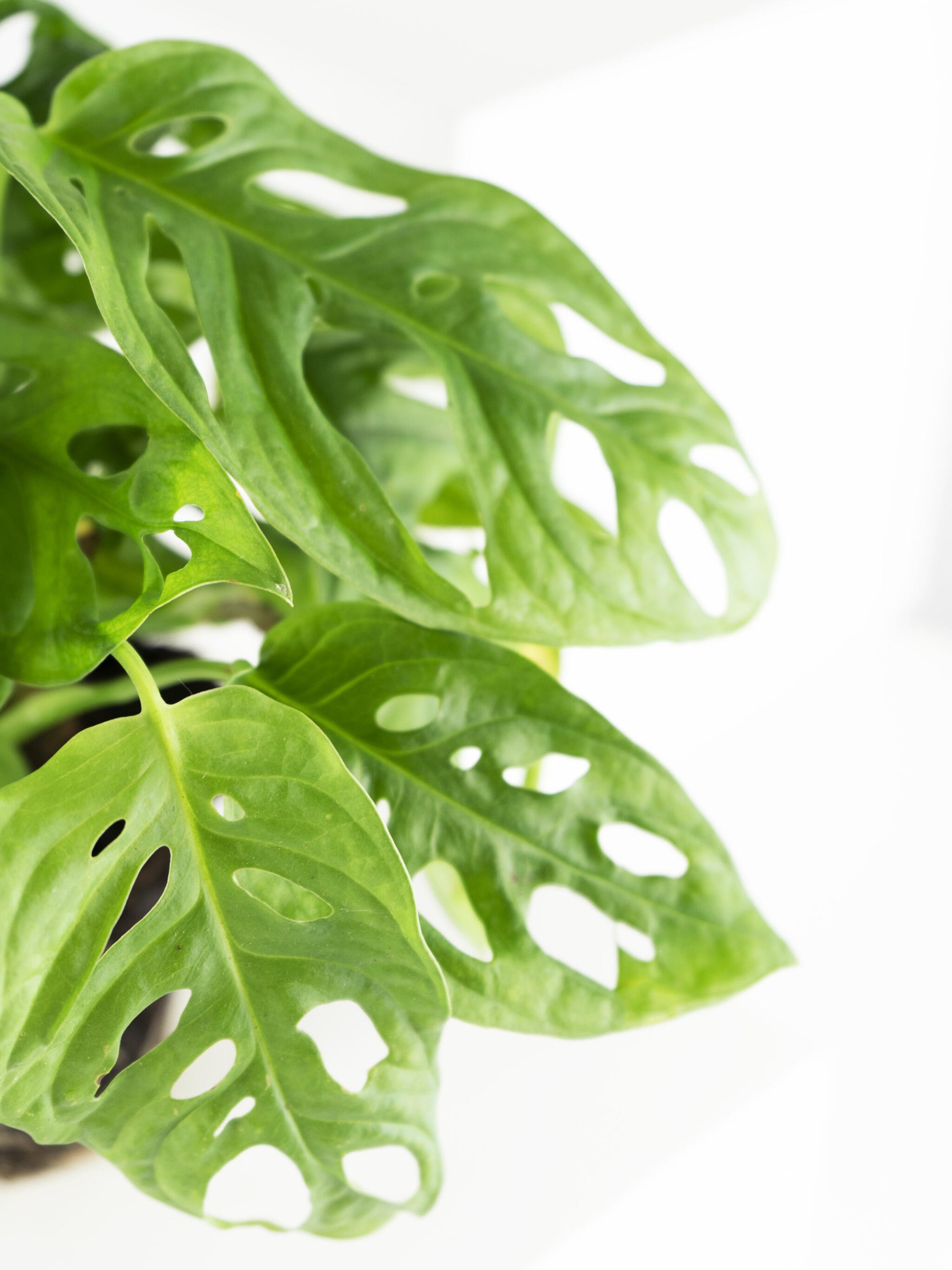 Monstera Adansonii | Altura 35cm - Diámetro 12cm_1