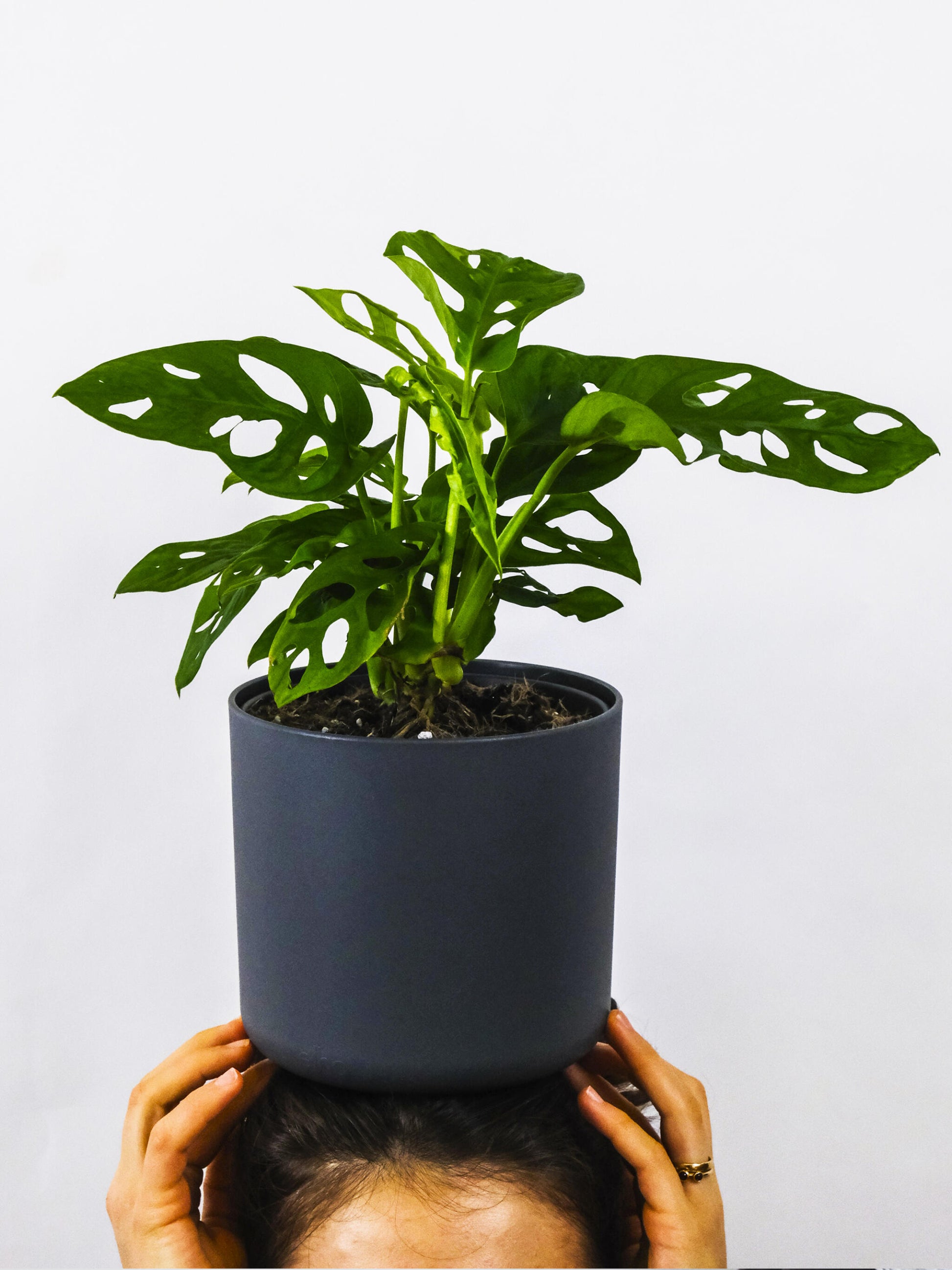 Monstera Adansonii | Altura 35cm - Diámetro 12cm_2