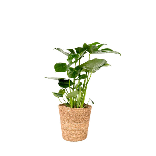 Monstera Deliciosa - Incluye Cesta Decorativa - Altura 70-80cm_0