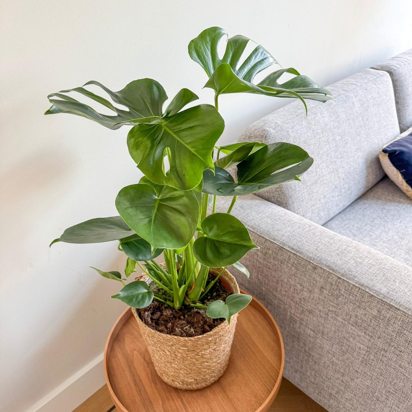 Monstera Deliciosa - Incluye Cesta Decorativa - Altura 70-80cm_1