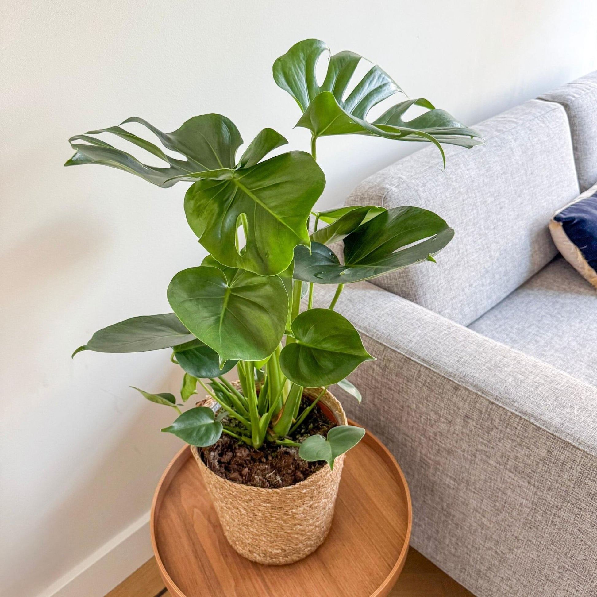 Monstera Deliciosa - Incluye Cesta Decorativa - Altura 70-80cm_1