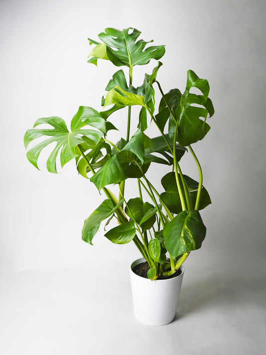 Monstera Deliciosa | Altura 70cm - Maceta 17cm_0