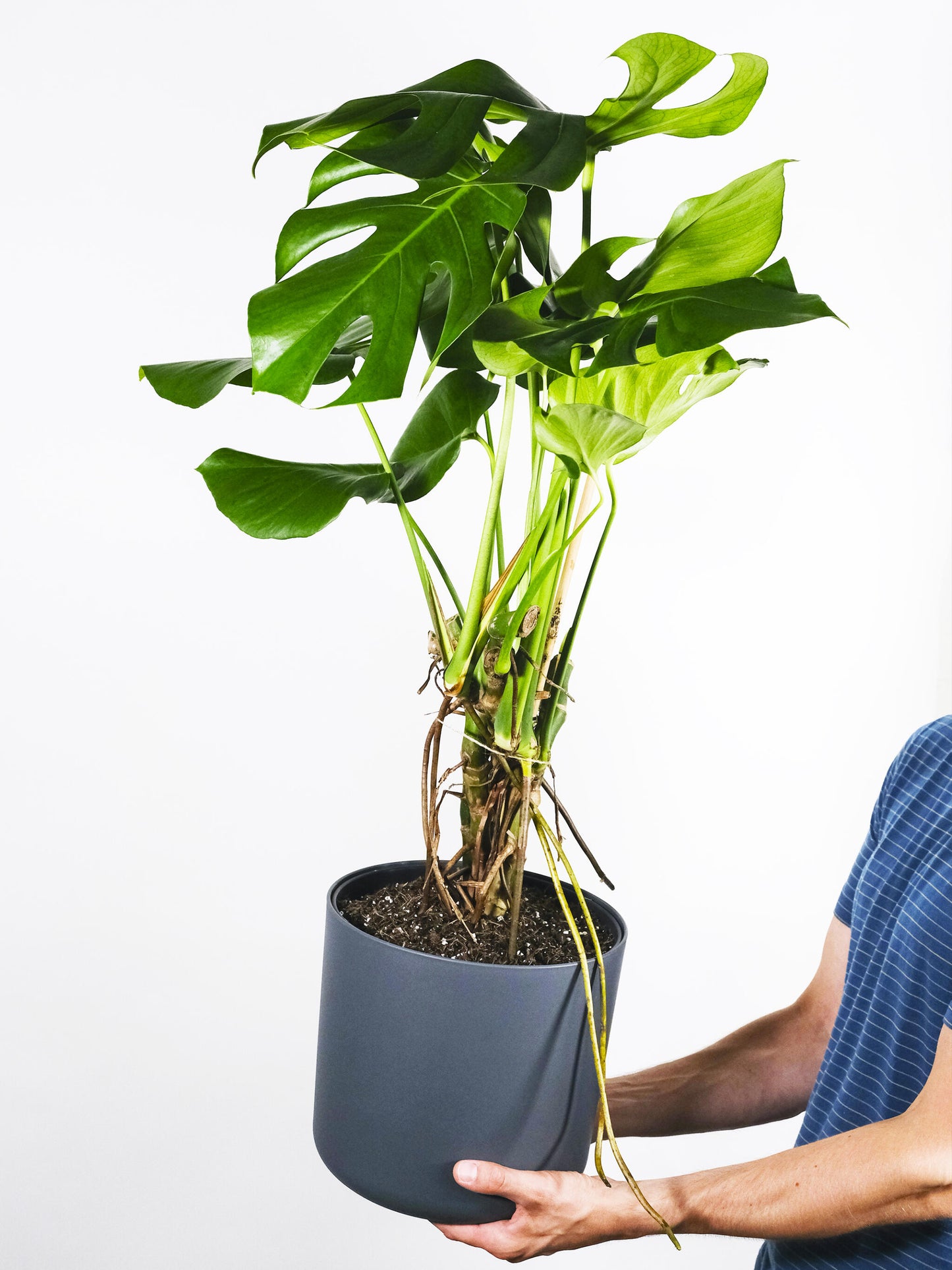 Monstera Deliciosa | Altura 70cm - Maceta 17cm_2