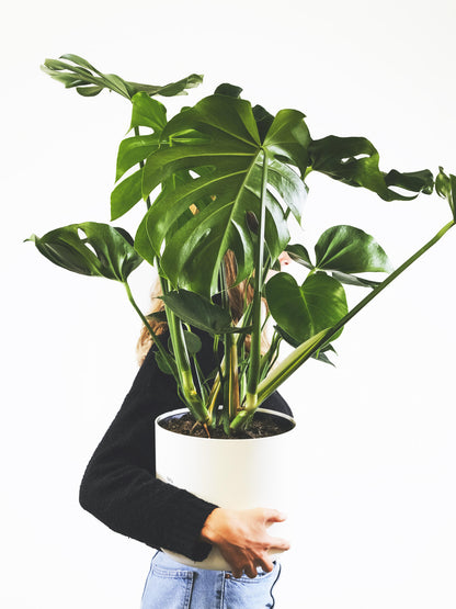 Monstera Deliciosa | Altura 70cm - Maceta 17cm_4