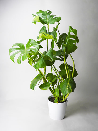Monstera Deliciosa O Costilla De Adán_0