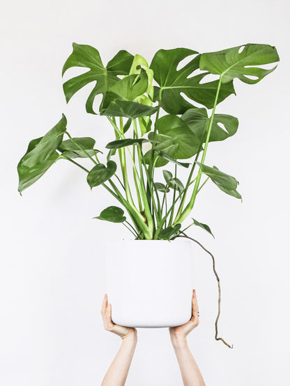 Monstera Deliciosa O Costilla De Adán_2