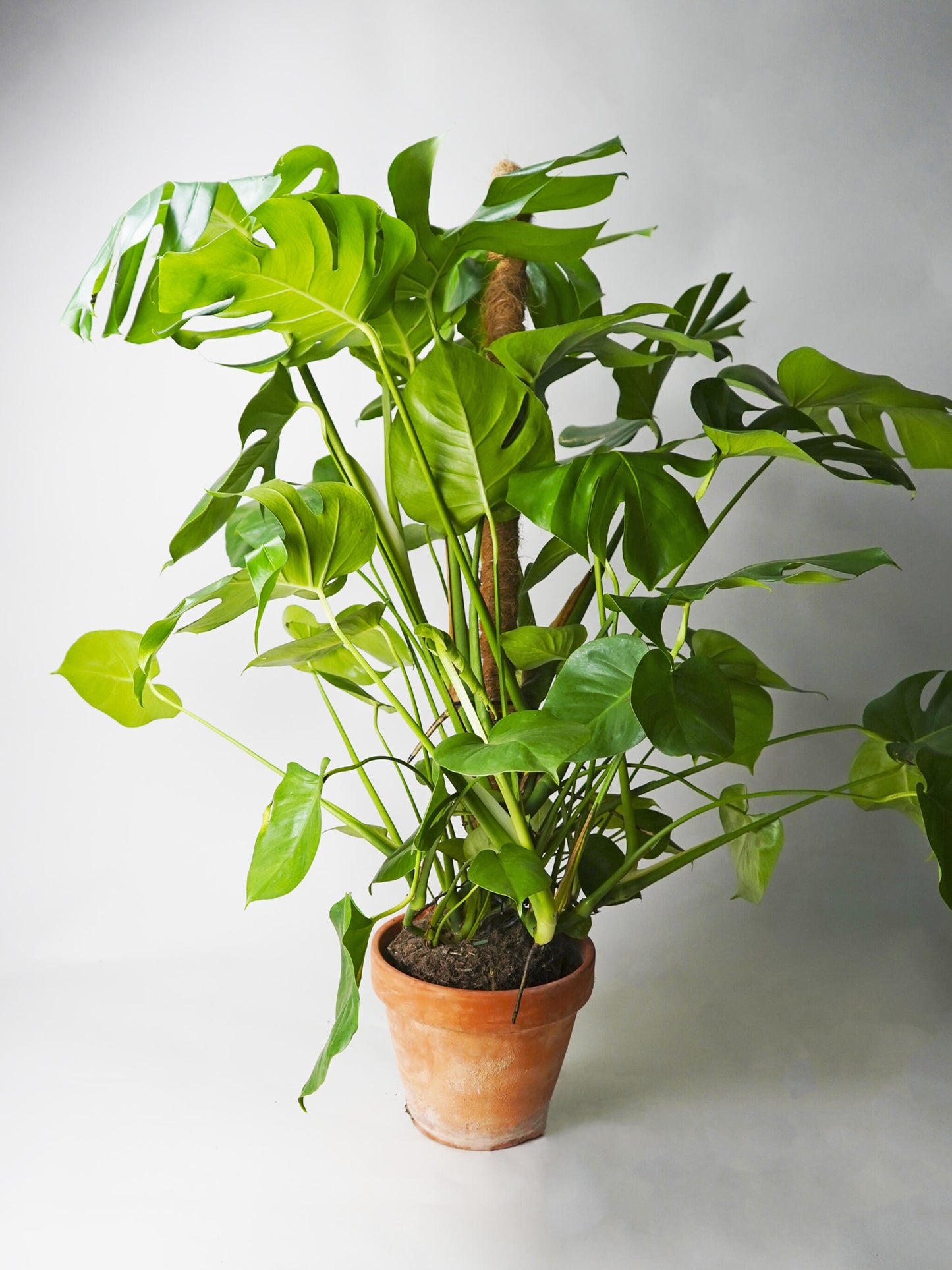 Monstera Deliciosa Tutor Grande_0