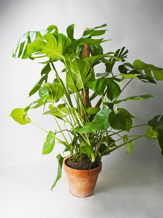 Monstera Deliciosa Tutor Grande_0