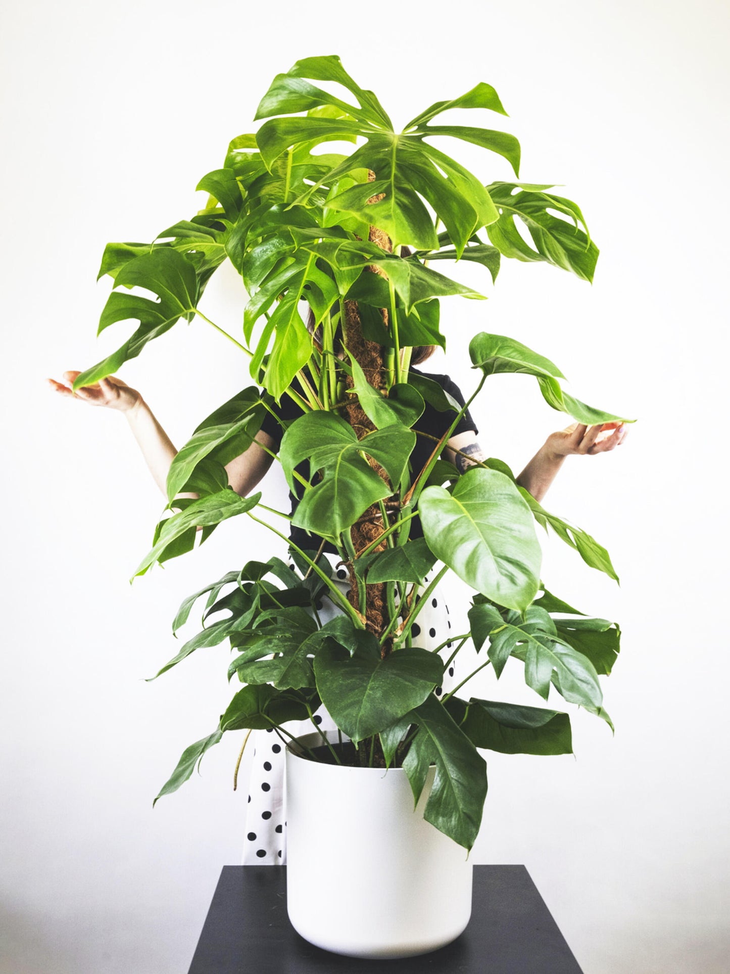 Monstera Deliciosa Tutor Grande_3
