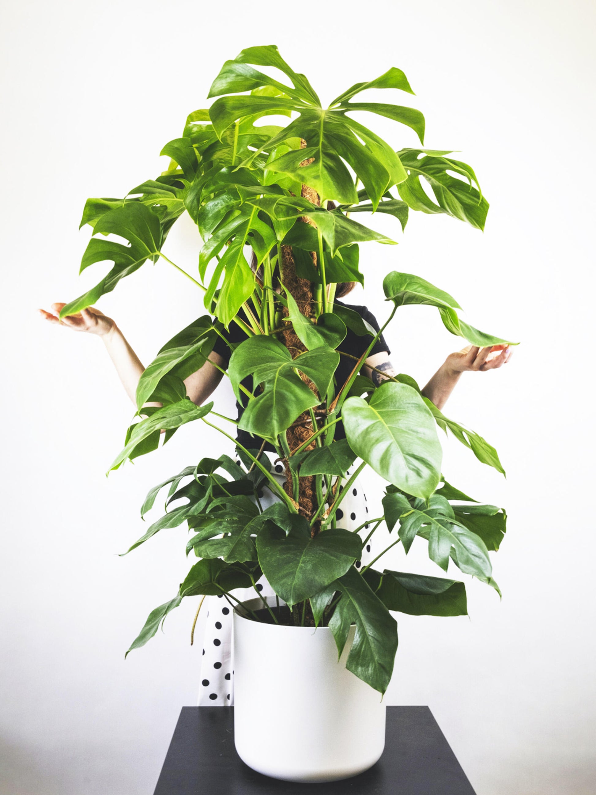 Monstera Deliciosa Tutor Grande_3