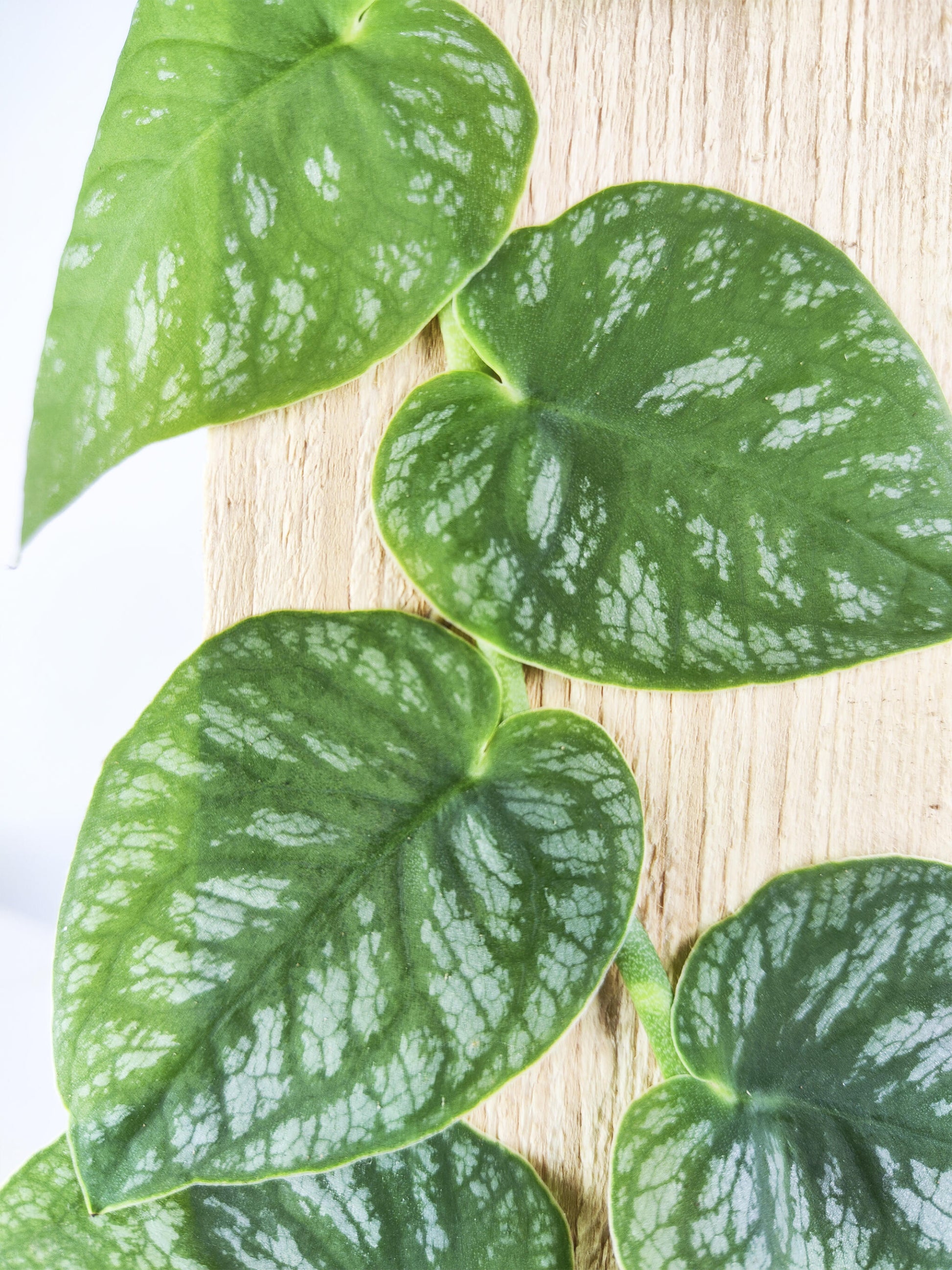 Monstera Dubia (juvenil)_1
