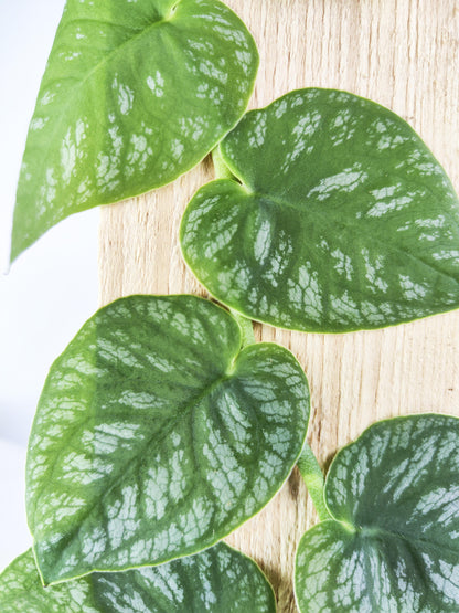 Monstera Dubia (juvenil)_1