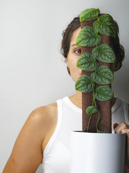 Monstera Dubia (juvenil)_2