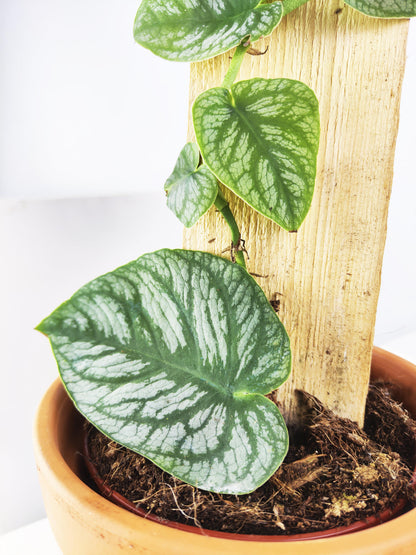 Monstera Dubia (juvenil)_3