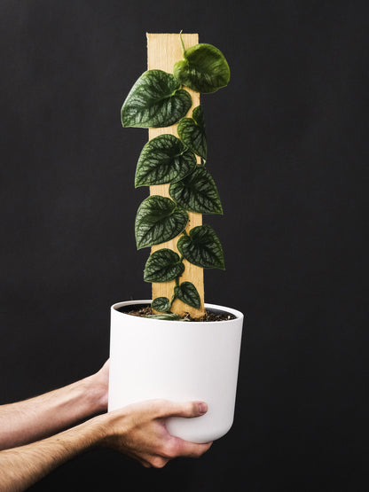 Monstera Dubia (juvenil)_4