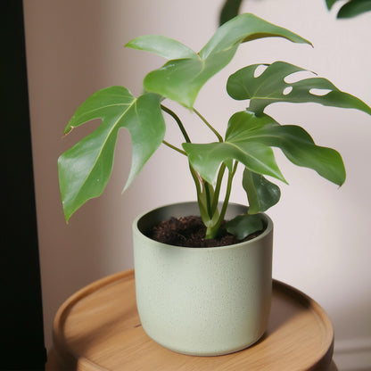 Monstera Mínima - 2 Pzs - Rhaphidophora Tetrasperma - Altura 20-30cm - ⌀12cm_4