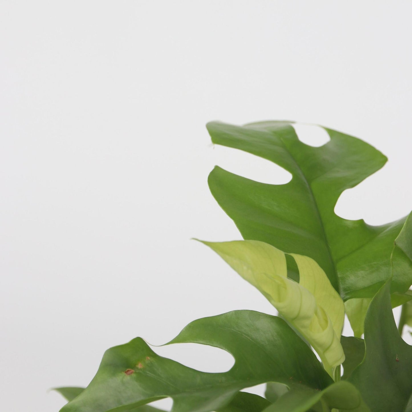 Monstera Mínima - Rhaphidophora Tetrasperma - Altura 20-30cm - ⌀12cm_3