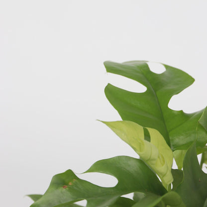 Monstera Mínima - Rhaphidophora Tetrasperma - Altura 20-30cm - ⌀12cm_3