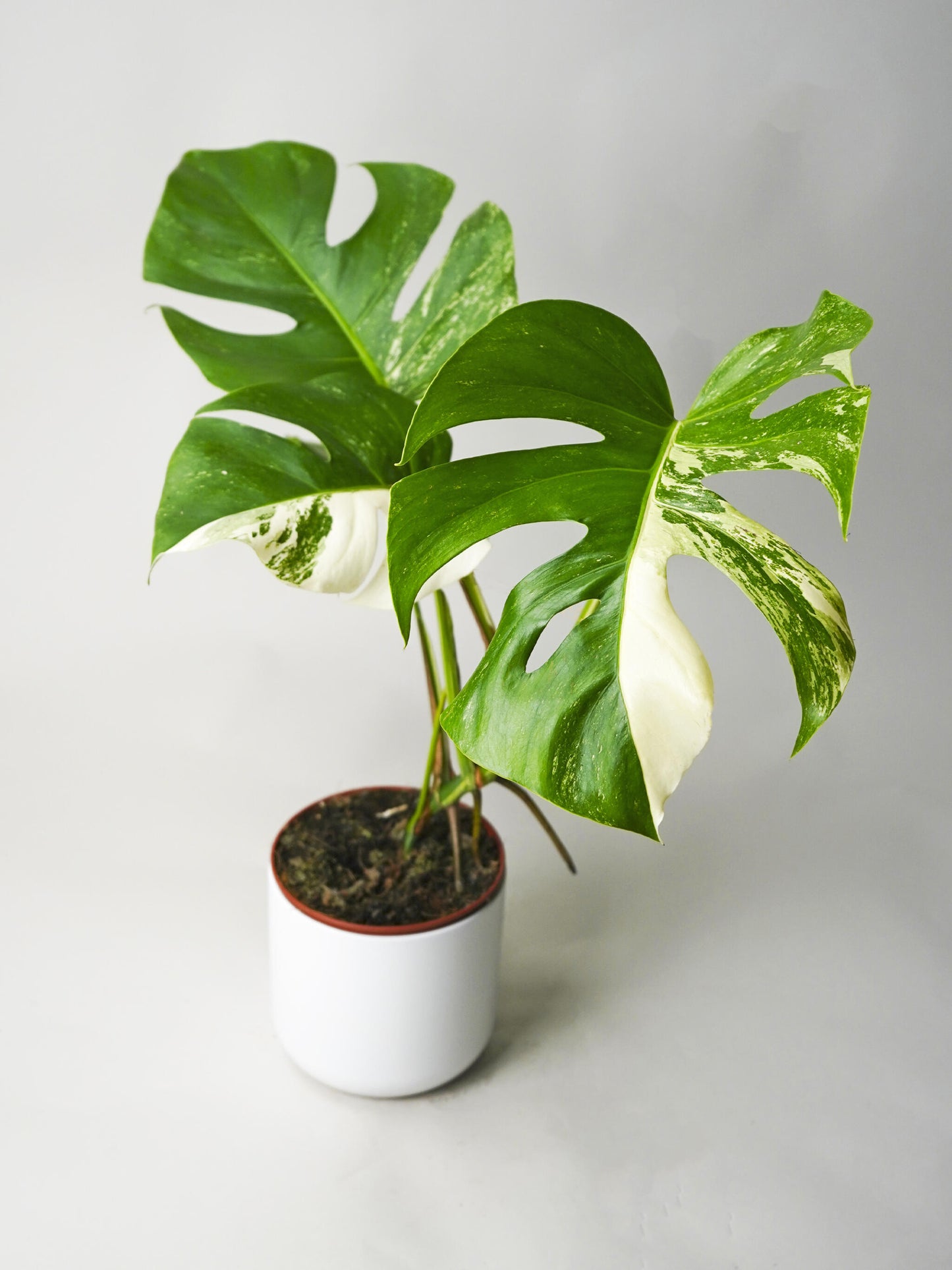 Monstera  Variegata_0