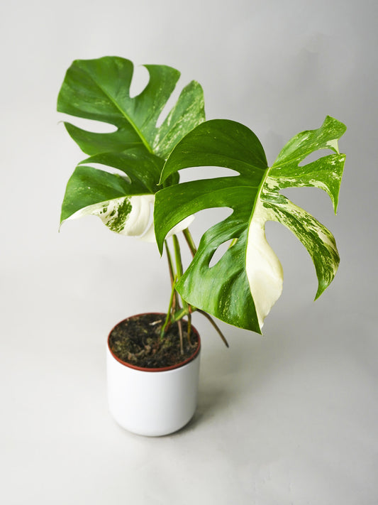 Monstera  Variegata_0