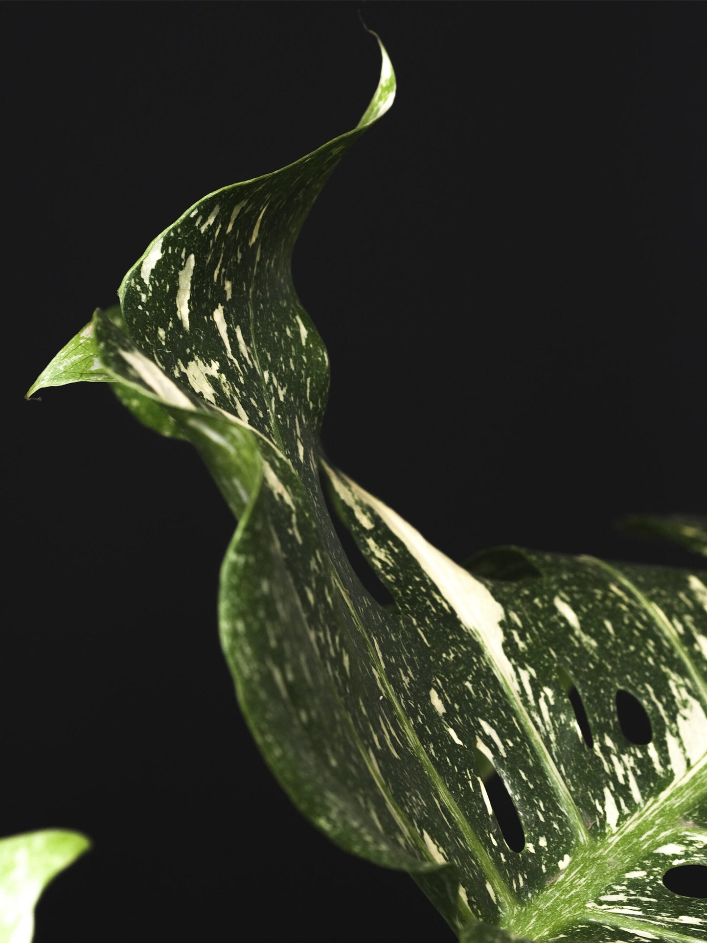 Monstera  Variegata_1