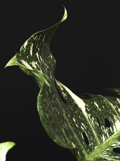 Monstera  Variegata_1