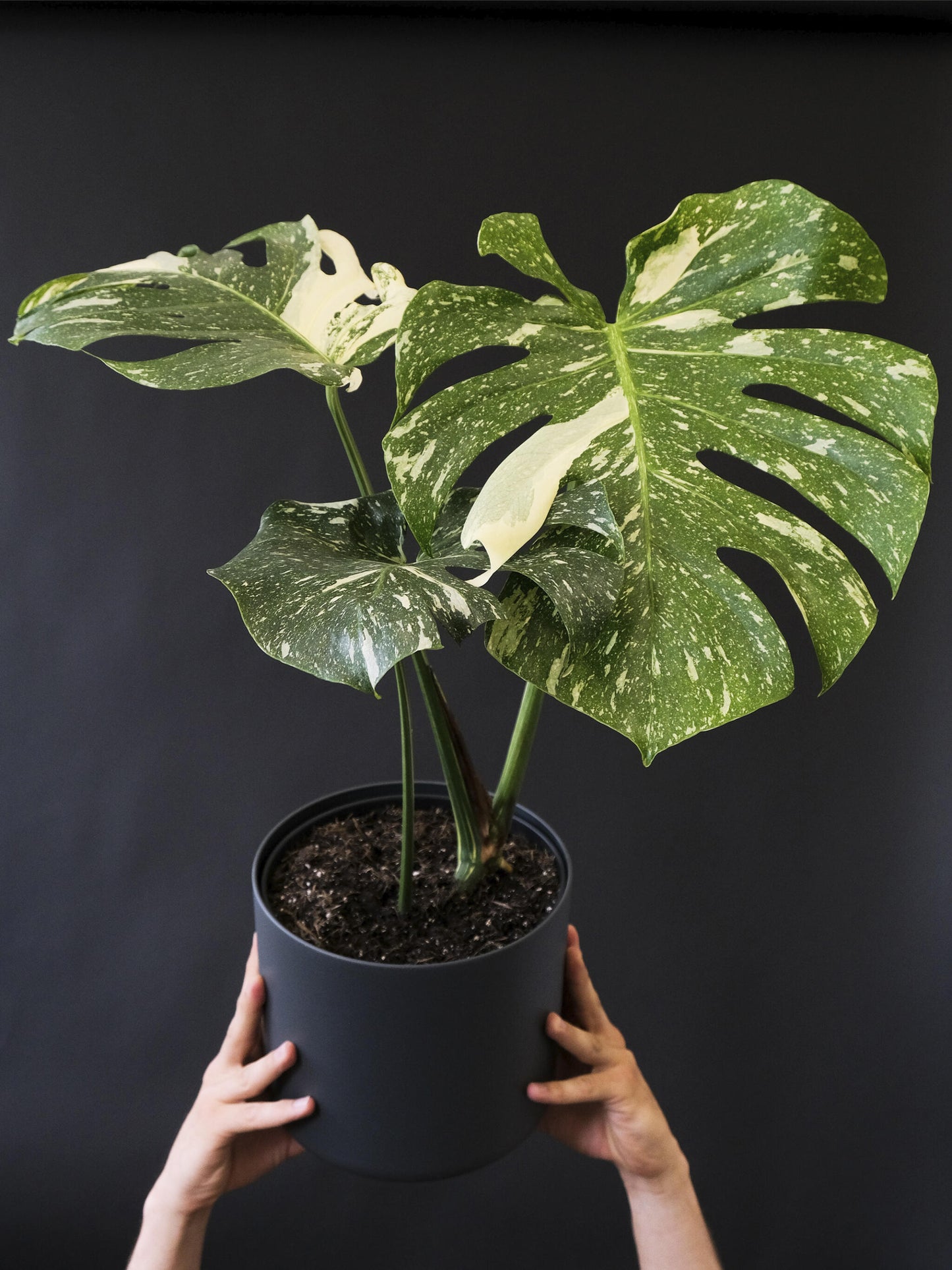 Monstera  Variegata_2