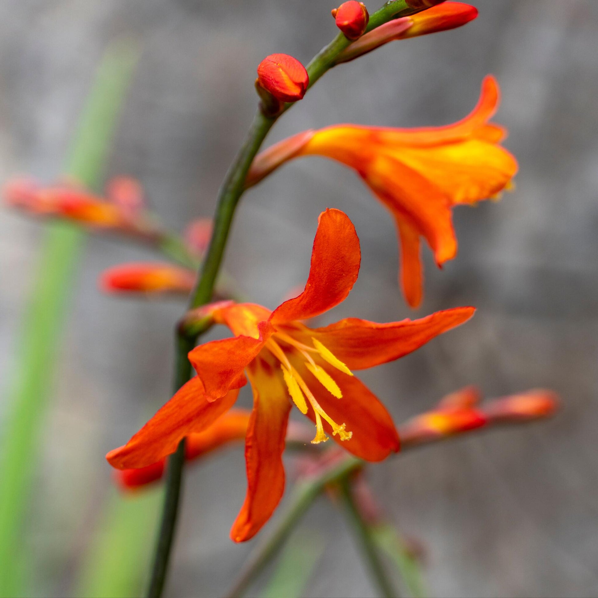 Montbretia - 50 Pzs - Crocosmia Curtonus 'lucifer' - Bulbos De Flores - Rojo_3