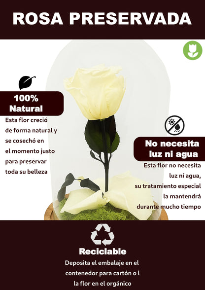 Mundo Eterno Rosa En Cúpula Crema (champagne) 12x20cm_4