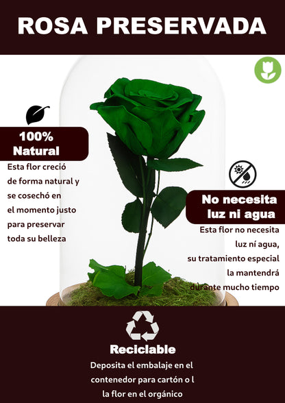 Mundo Eterno Rosa En Cúpula Verde 12x20cm_4