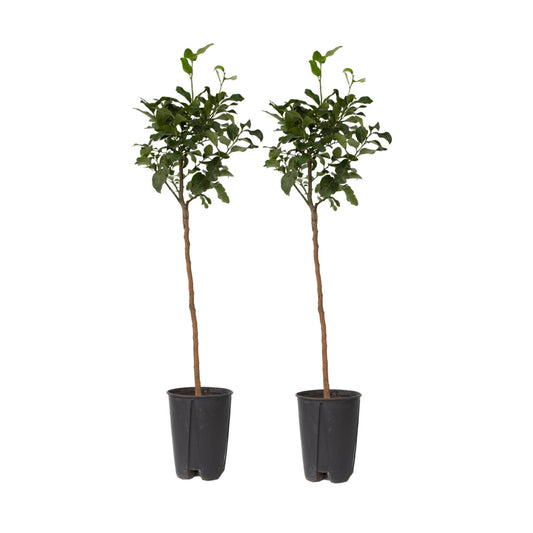 Naranjero - 2 Pzs - Citrus Aurantium Tarocco - Altura 90-110cm - ⌀19cm_0