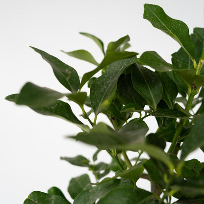 Naranjero - 2 Pzs - Citrus Aurantium Tarocco - Altura 90-110cm - ⌀19cm_3