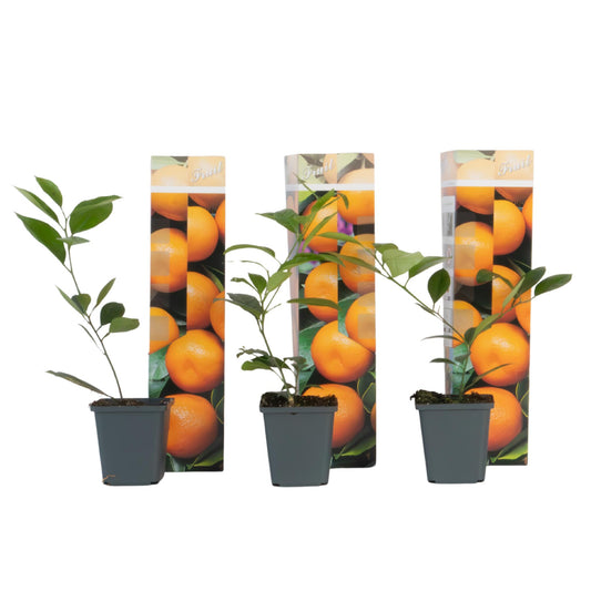 Naranjo - 3 Piezas - Citrus Mitis Calamondin - Altura 25-40cm - ⌀9cm_0