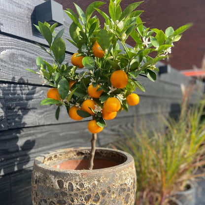 Naranjo - 3 Piezas - Citrus Mitis Calamondin - Altura 25-40cm - ⌀9cm_1