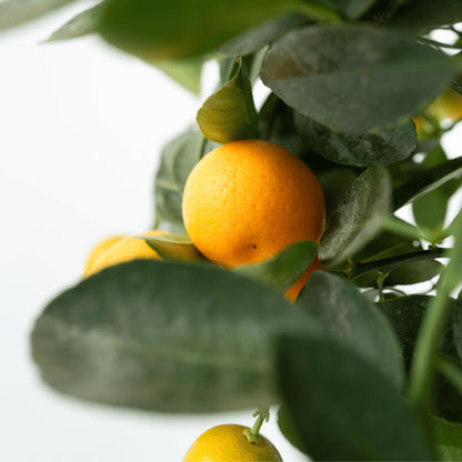 Naranjo - 3 Piezas - Citrus Mitis Calamondin - Altura 25-40cm - ⌀9cm_3