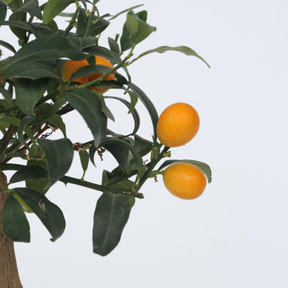 Naranjo Enano - Citrus Microcarpa Fortunella 'kumquat' - Altura 50-60cm - ⌀19cm_3