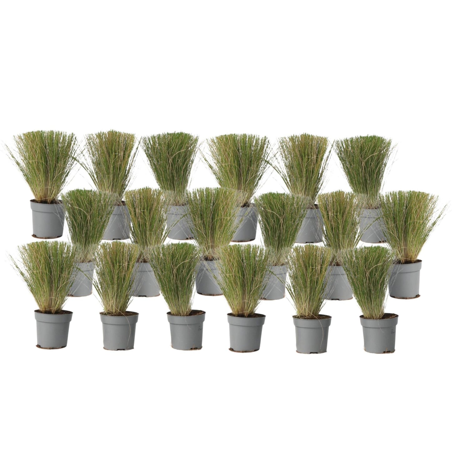 Nassella Tenuissima - 18 Pzs - Stipa Tenuifolia 'pony Tails' - A20-30cm - ⌀9cm_0