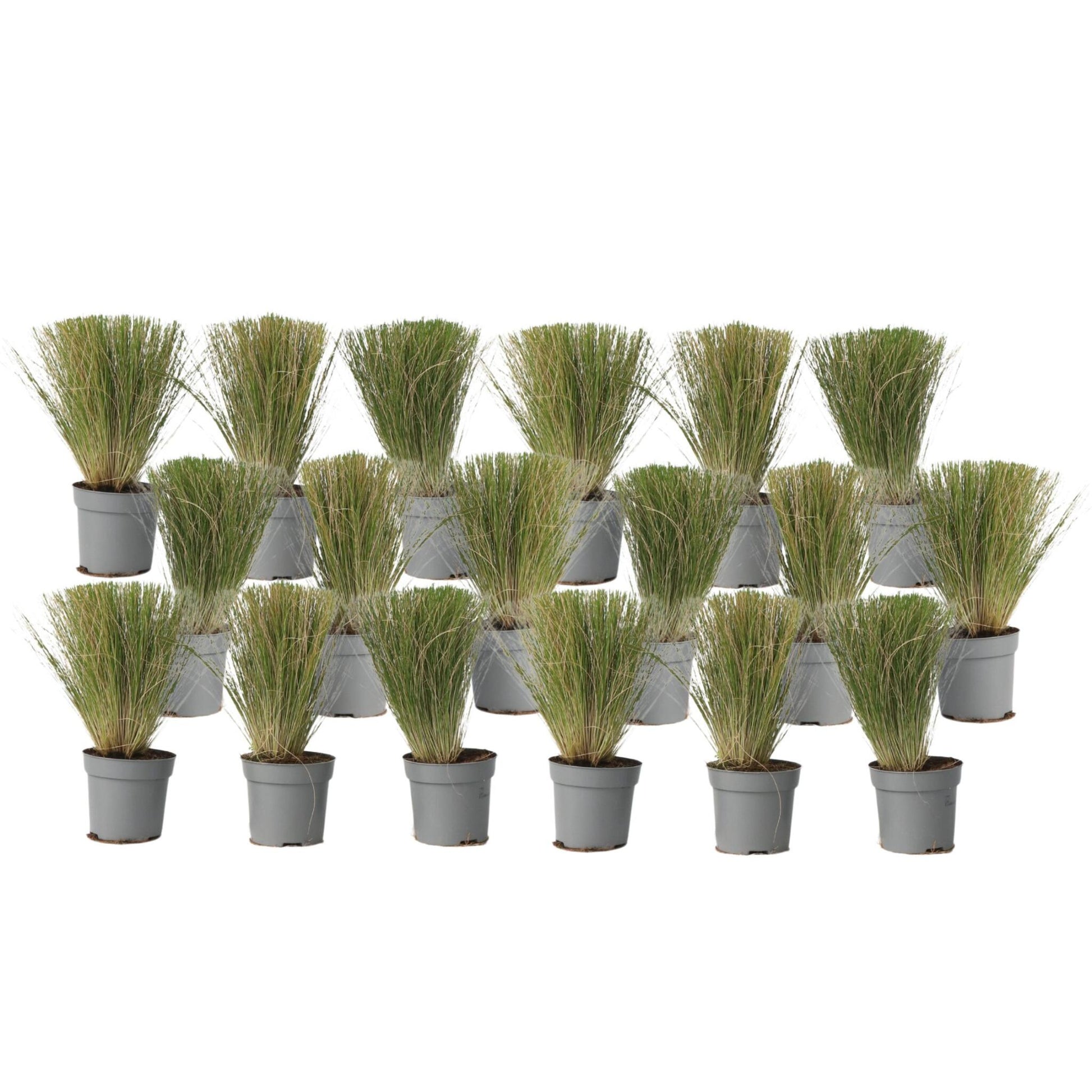 Nassella Tenuissima - 18 Pzs - Stipa Tenuifolia 'pony Tails' - A20-30cm - ⌀9cm_0