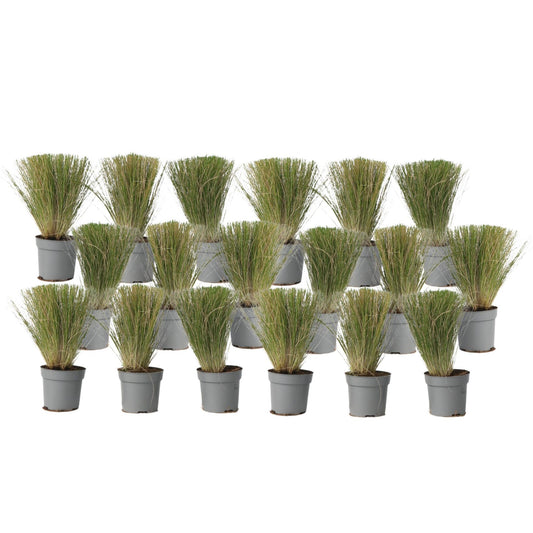Nassella Tenuissima - 18 Pzs - Stipa Tenuifolia 'pony Tails' - A20-30cm - ⌀9cm_0
