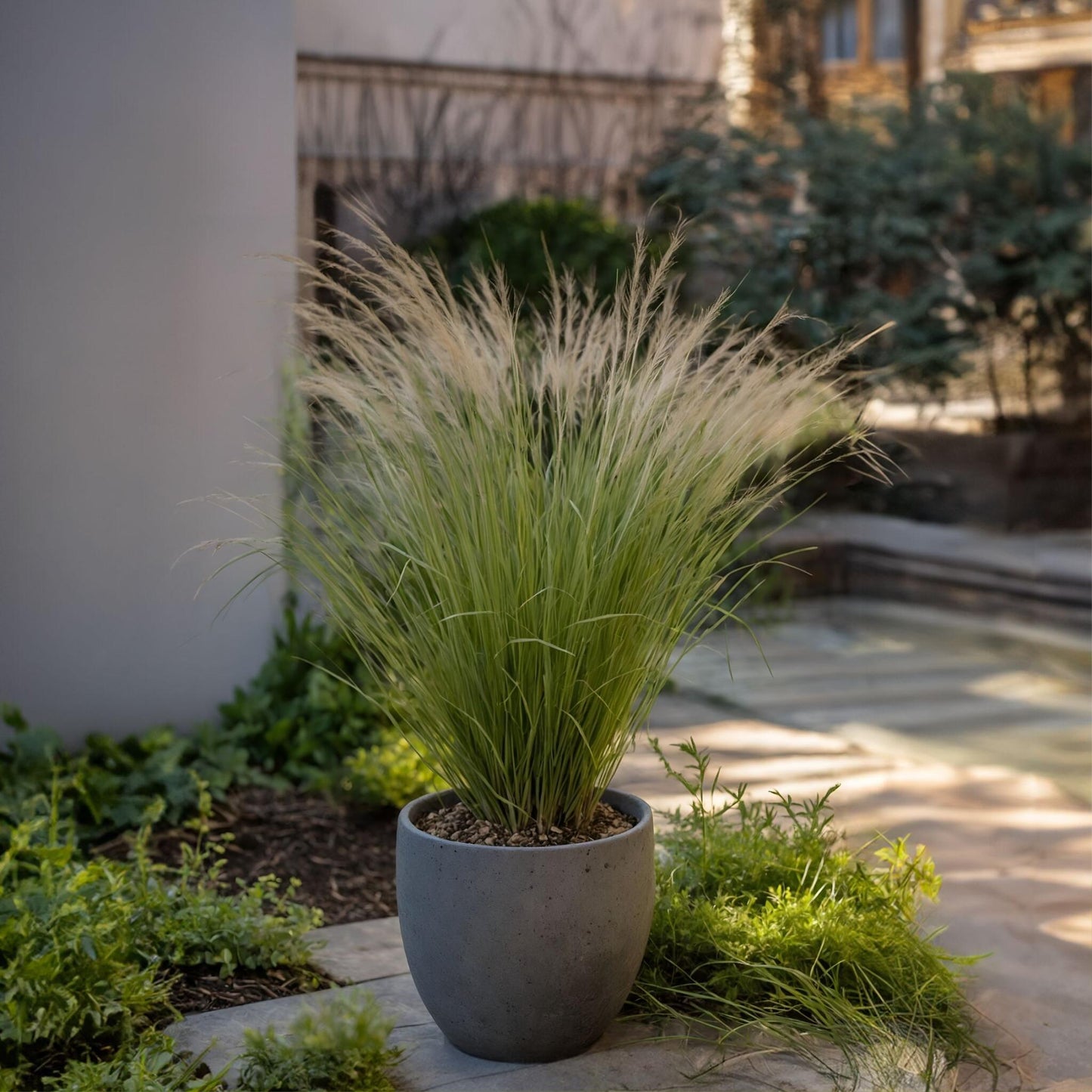 Nassella Tenuissima - 18 Pzs - Stipa Tenuifolia 'pony Tails' - A20-30cm - ⌀9cm_1