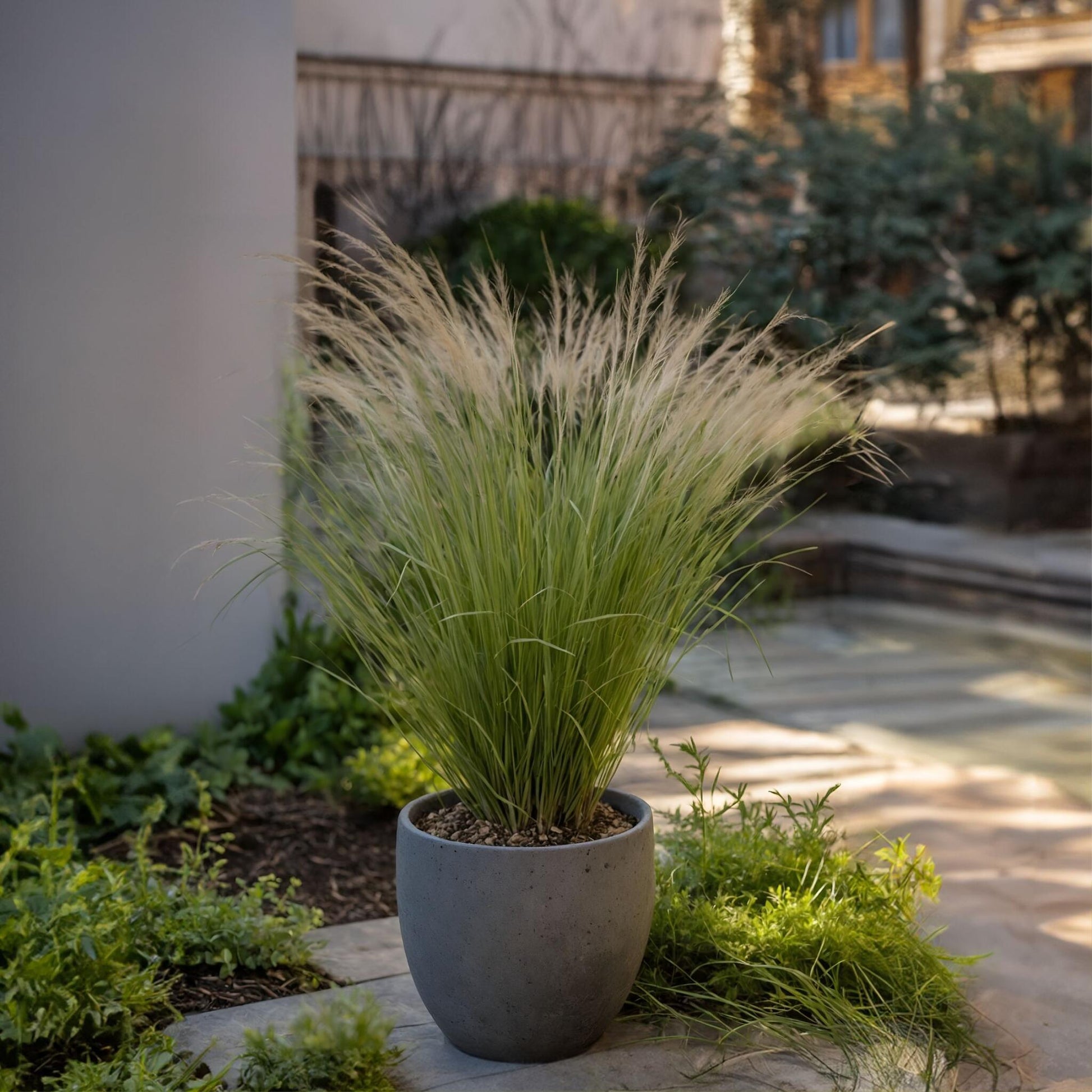 Nassella Tenuissima - 18 Pzs - Stipa Tenuifolia 'pony Tails' - A20-30cm - ⌀9cm_1
