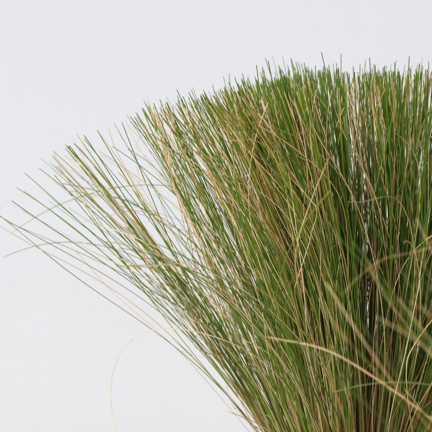Nassella Tenuissima - 18 Pzs - Stipa Tenuifolia 'pony Tails' - A20-30cm - ⌀9cm_3