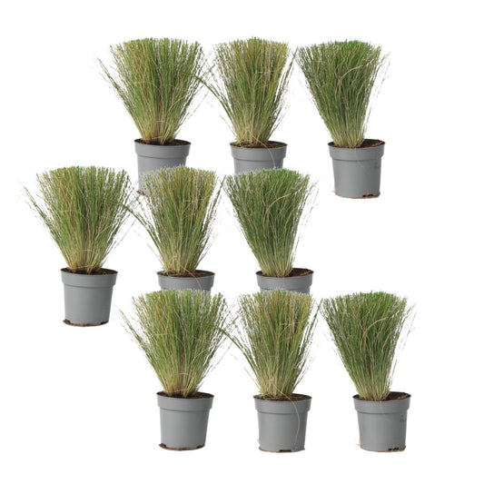 Nassella Tenuissima - 9 Pzs - Stipa Tenuifolia 'pony Tails' - A20-30cm - ⌀9cm_0