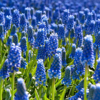 Nazarenos Azules - 200 Pzs - Muscari Armeniacum - Bulbos De Flores - Azul_1